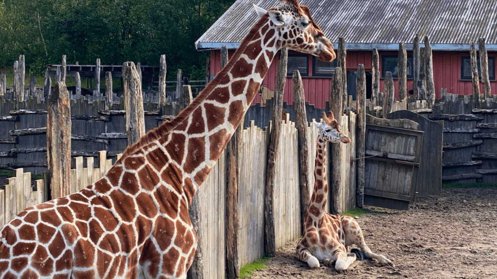 Giraffer Dyreparken Kristiansand