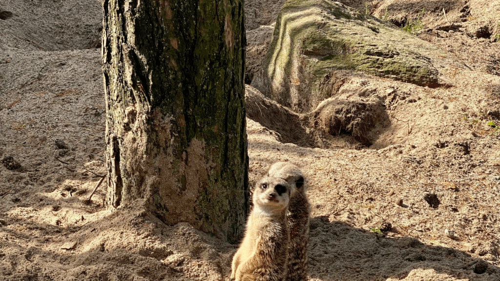 Kristiansand Dyrepark 